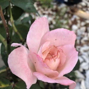 Meet your Posher, Mayda